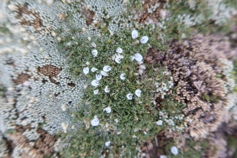 Astragalus minimus photo 2