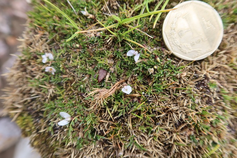 Astragalus minimus photo 3
