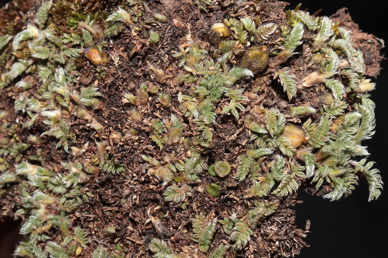 Astragalus minimus photo 4