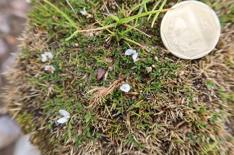 Astragalus minimus photo 6