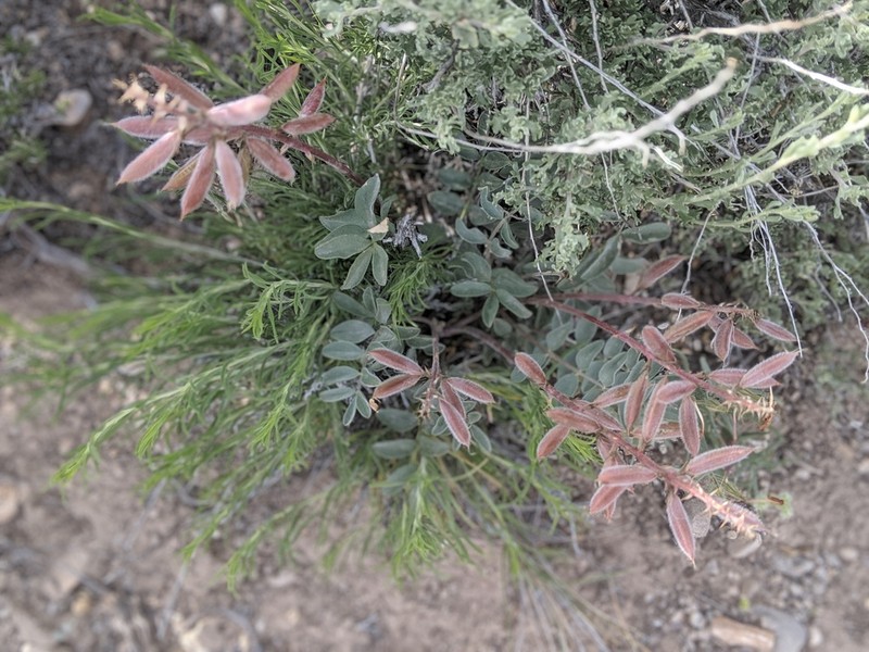 Minthorn's Milkvetch photo 2