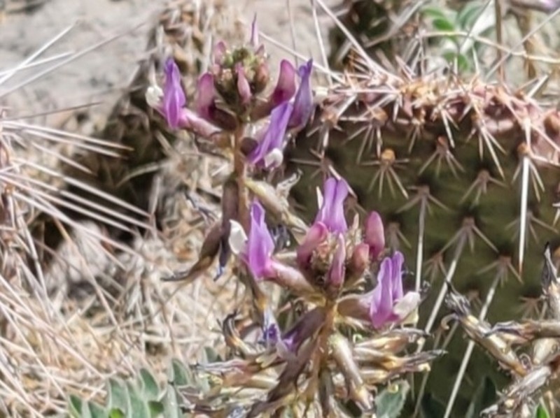 Minthorn's Milkvetch photo 3