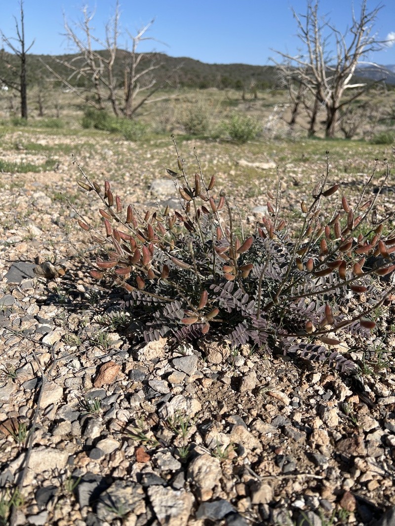 Minthorn's Milkvetch photo 4