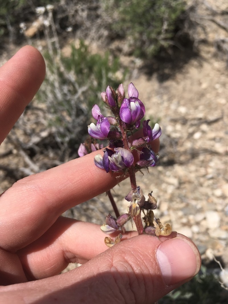 Minthorn's Milkvetch photo 5