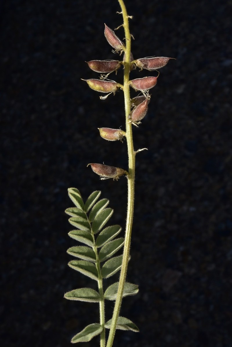 Minthorn's Milkvetch photo 6