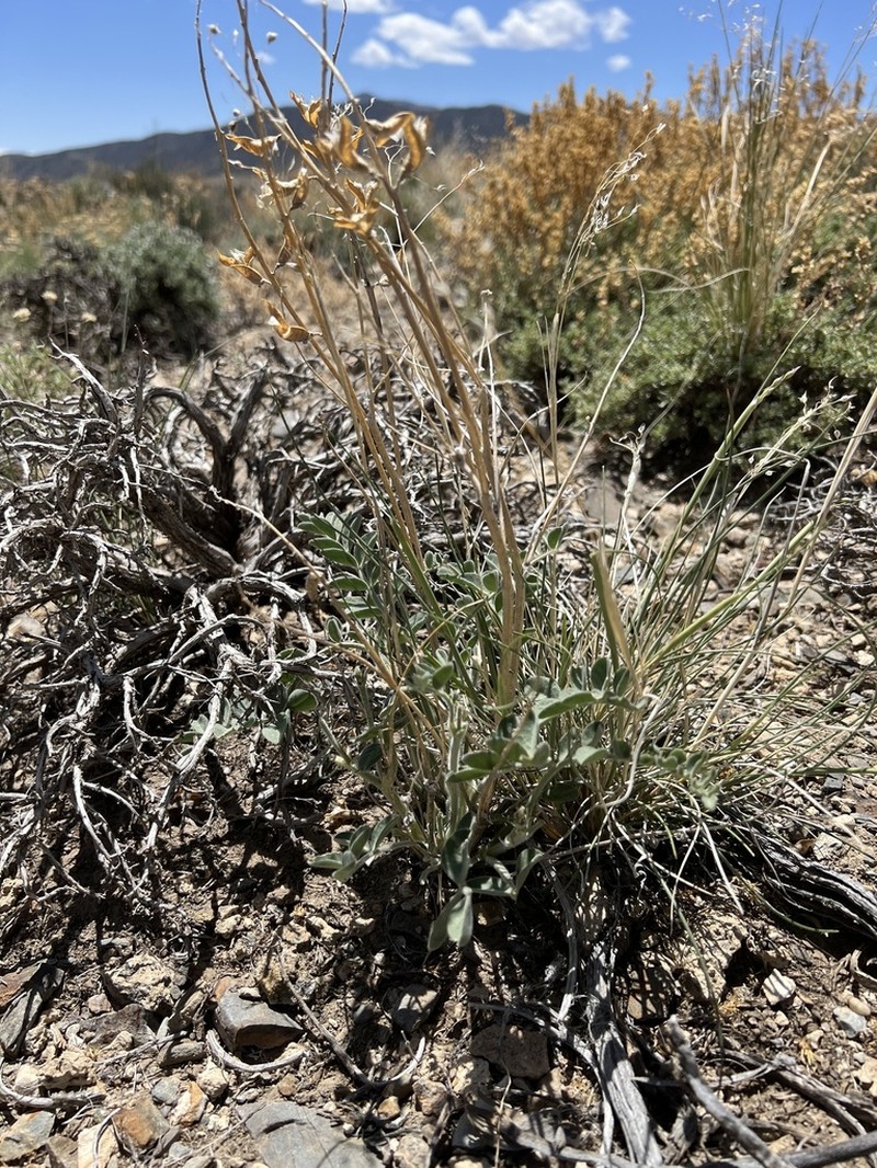 Minthorn's Milkvetch photo 7