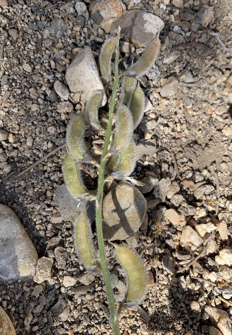 Minthorn's Milkvetch photo 8