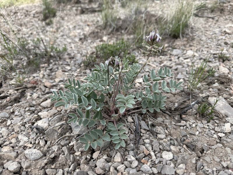 Astragalus minthorniae var. minthorniae