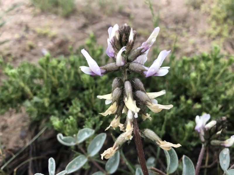 Astragalus minthorniae var. minthorniae photo 2