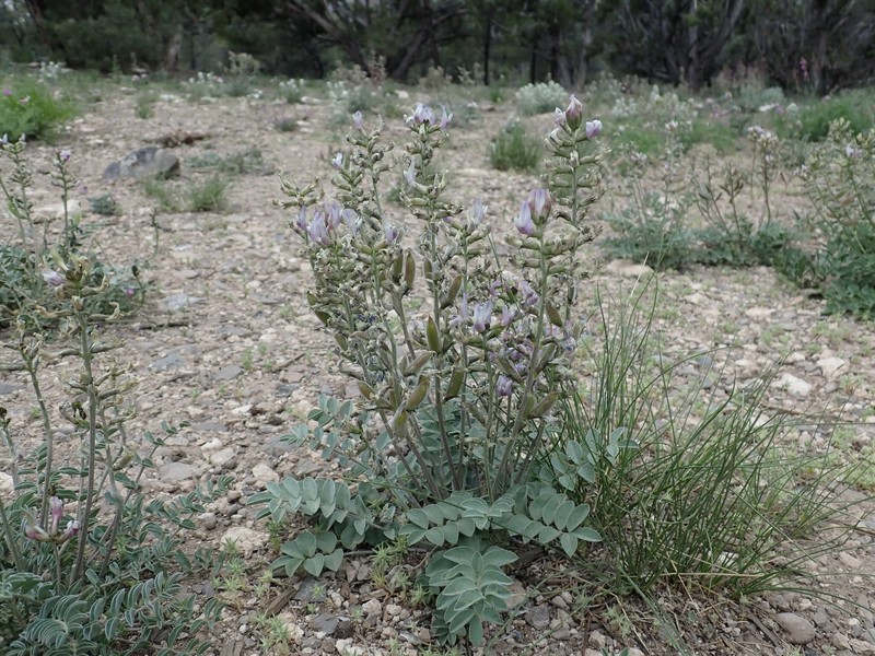 Astragalus minthorniae var. minthorniae photo 3