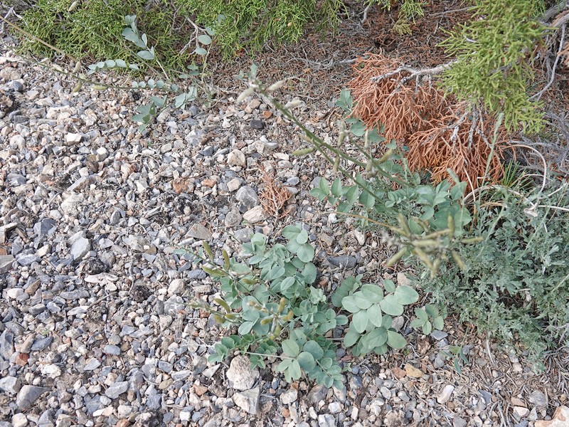 Astragalus minthorniae var. minthorniae photo 4