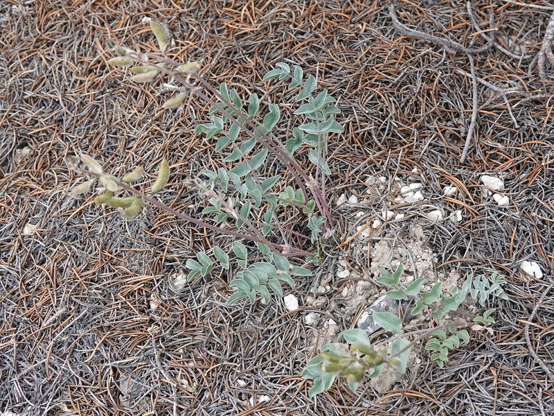 Astragalus minthorniae var. minthorniae photo 5