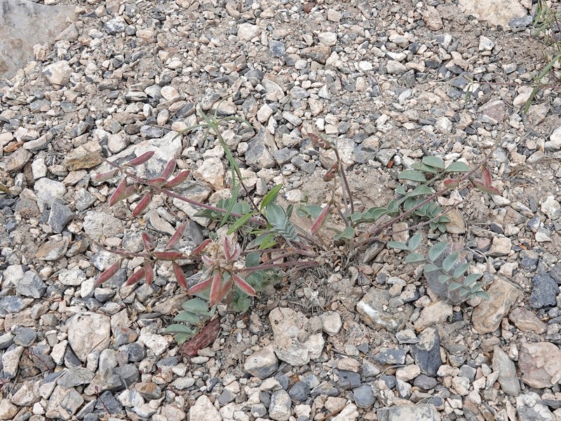 Astragalus minthorniae var. minthorniae photo 6