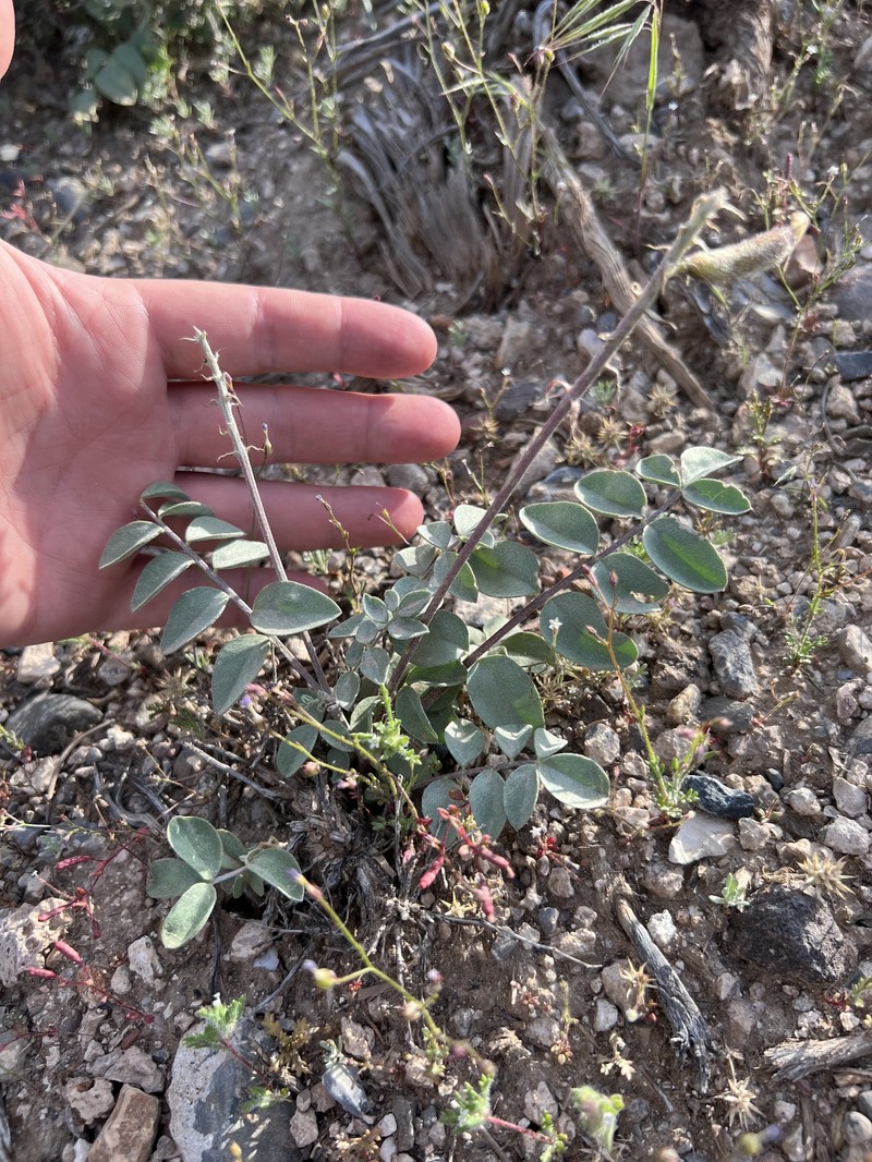 Astragalus minthorniae var. minthorniae photo 7