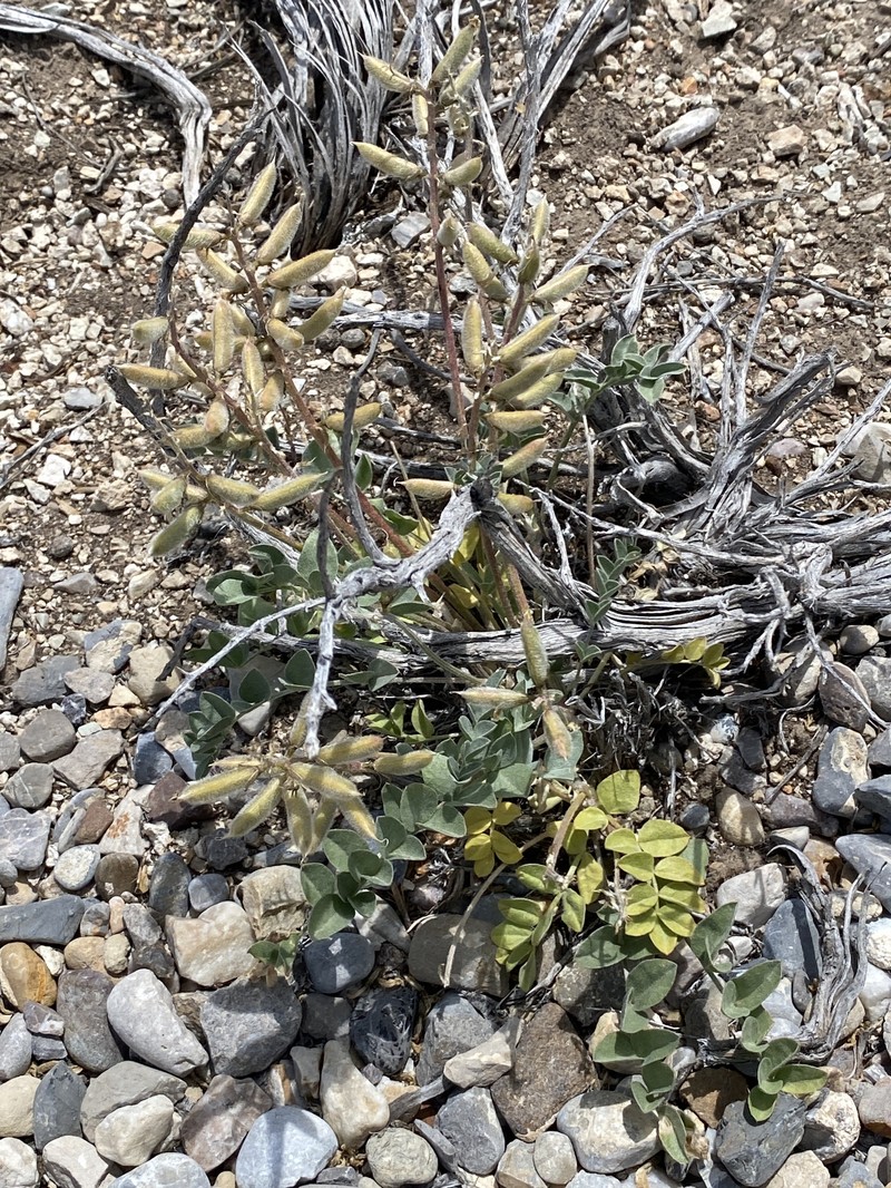 Astragalus minthorniae var. minthorniae photo 8