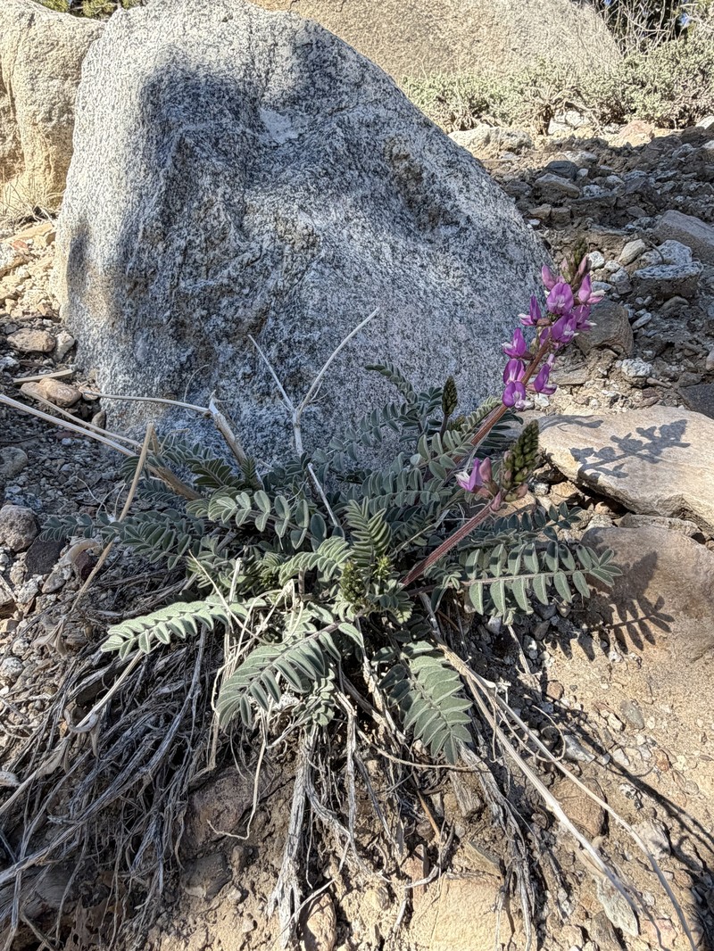 Astragalus minthorniae var. villosus
