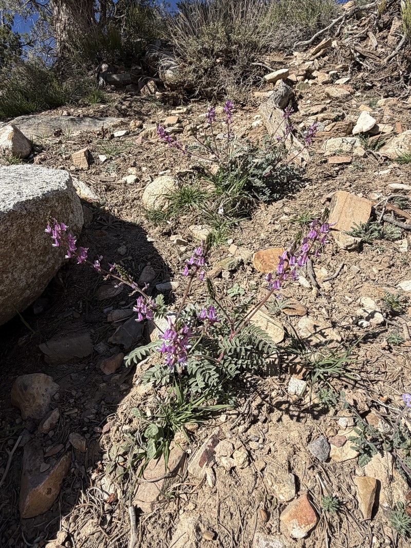 Astragalus minthorniae var. villosus photo 2
