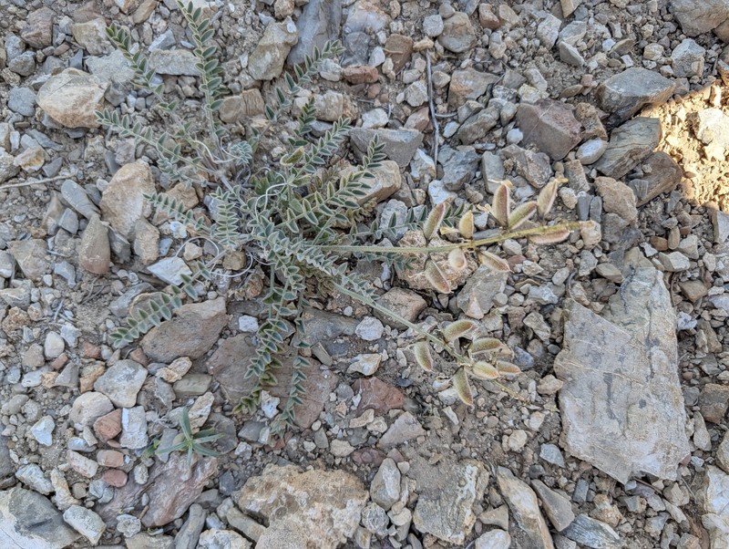 Astragalus minthorniae var. villosus photo 3