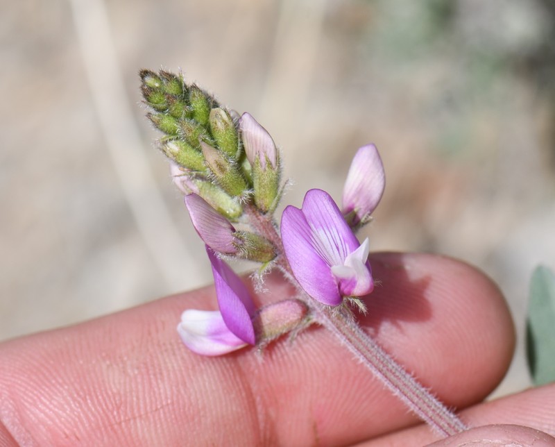 Astragalus minthorniae var. villosus photo 4