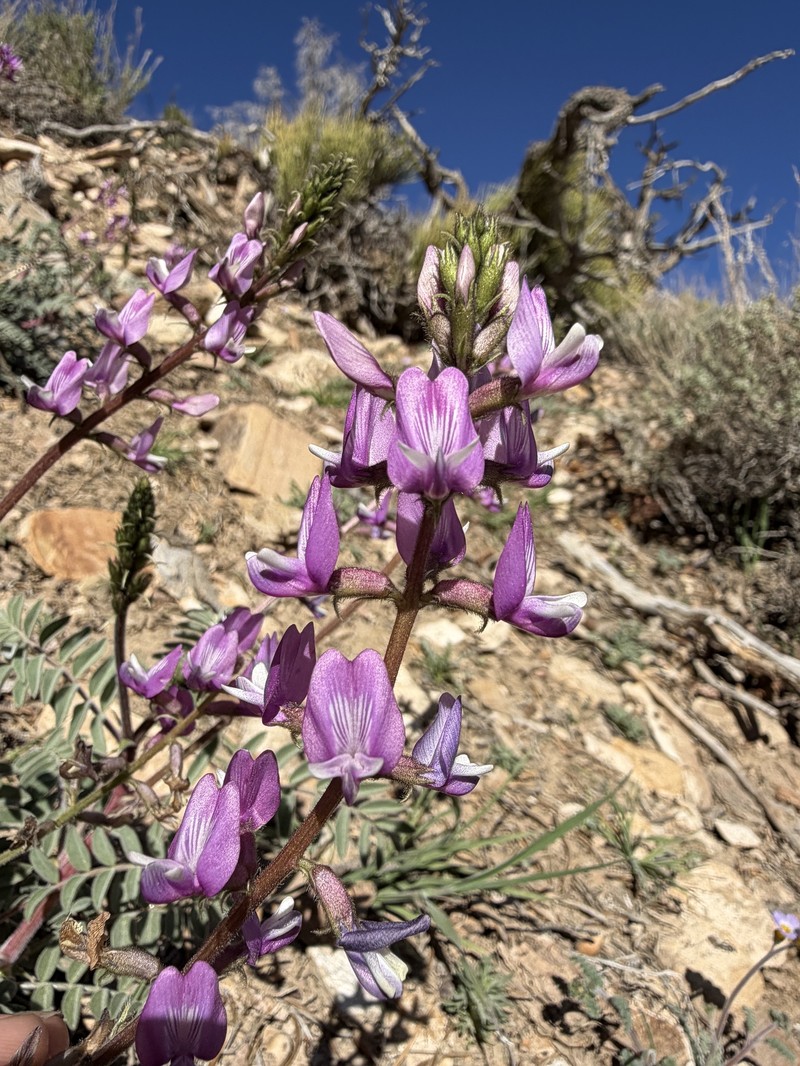 Astragalus minthorniae var. villosus photo 5