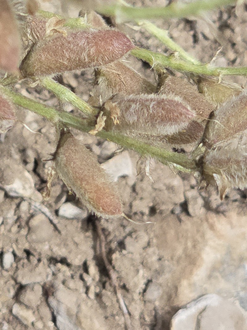 Astragalus minthorniae var. villosus photo 6