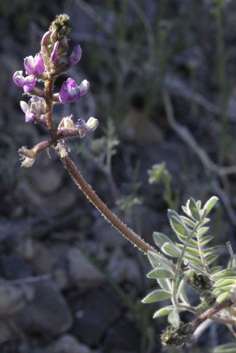 Astragalus minthorniae var. villosus photo 7