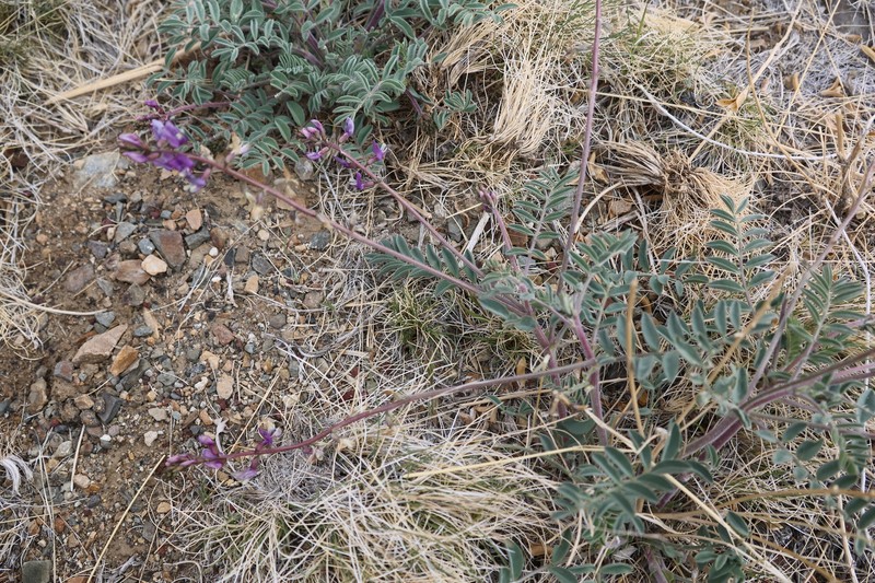 Astragalus minthorniae var. villosus photo 8