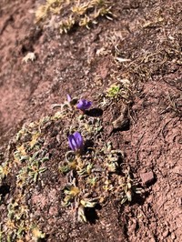 Astragalus minutissimus