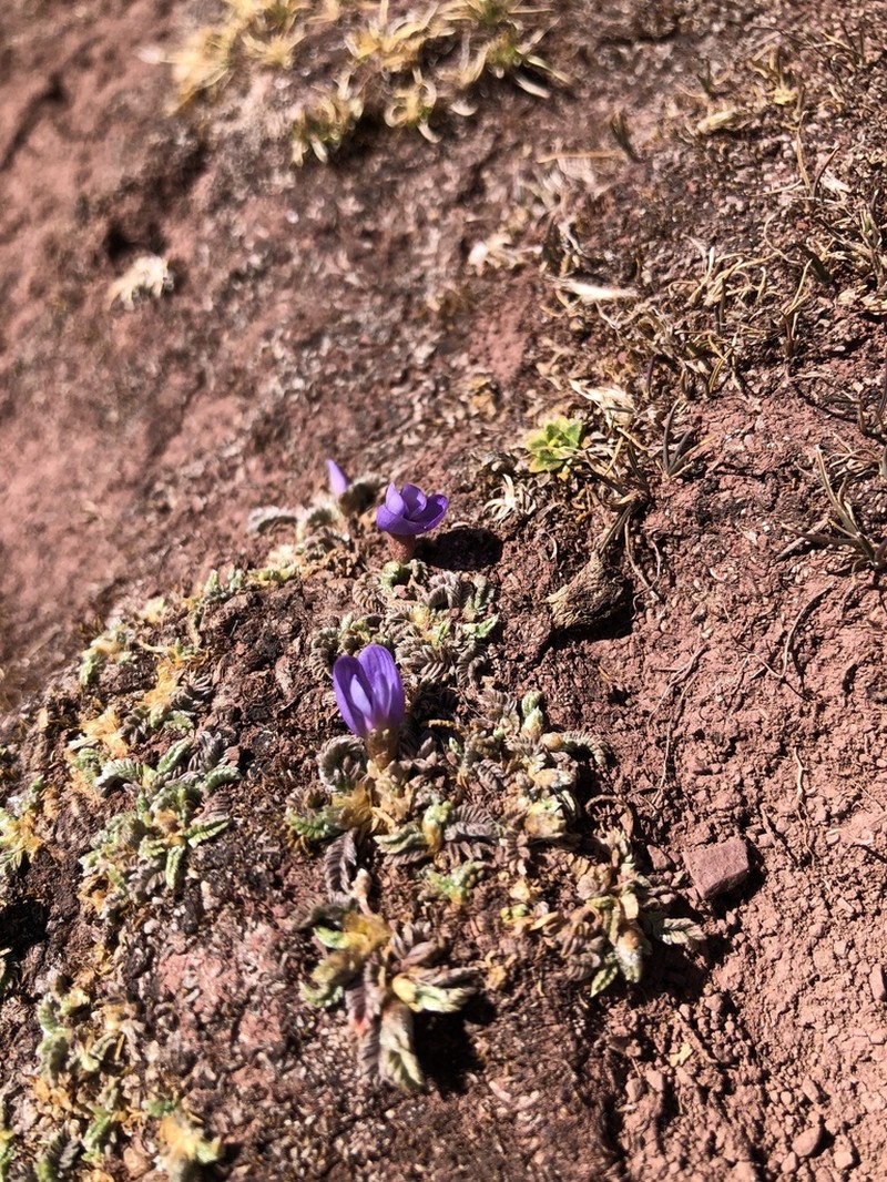 Astragalus minutissimus
