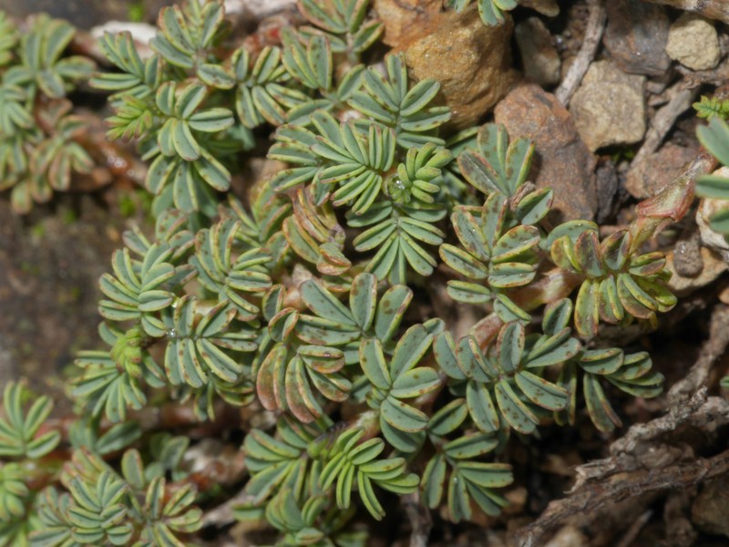 Astragalus minutissimus photo 2