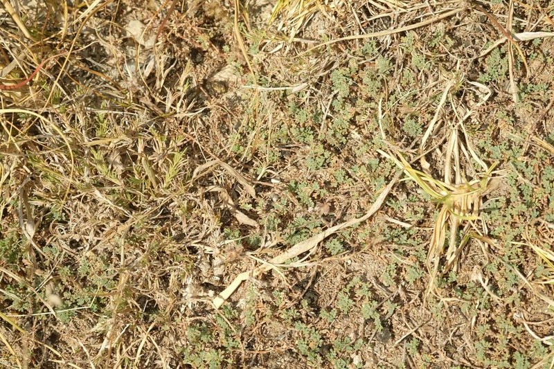 Astragalus minutissimus photo 3