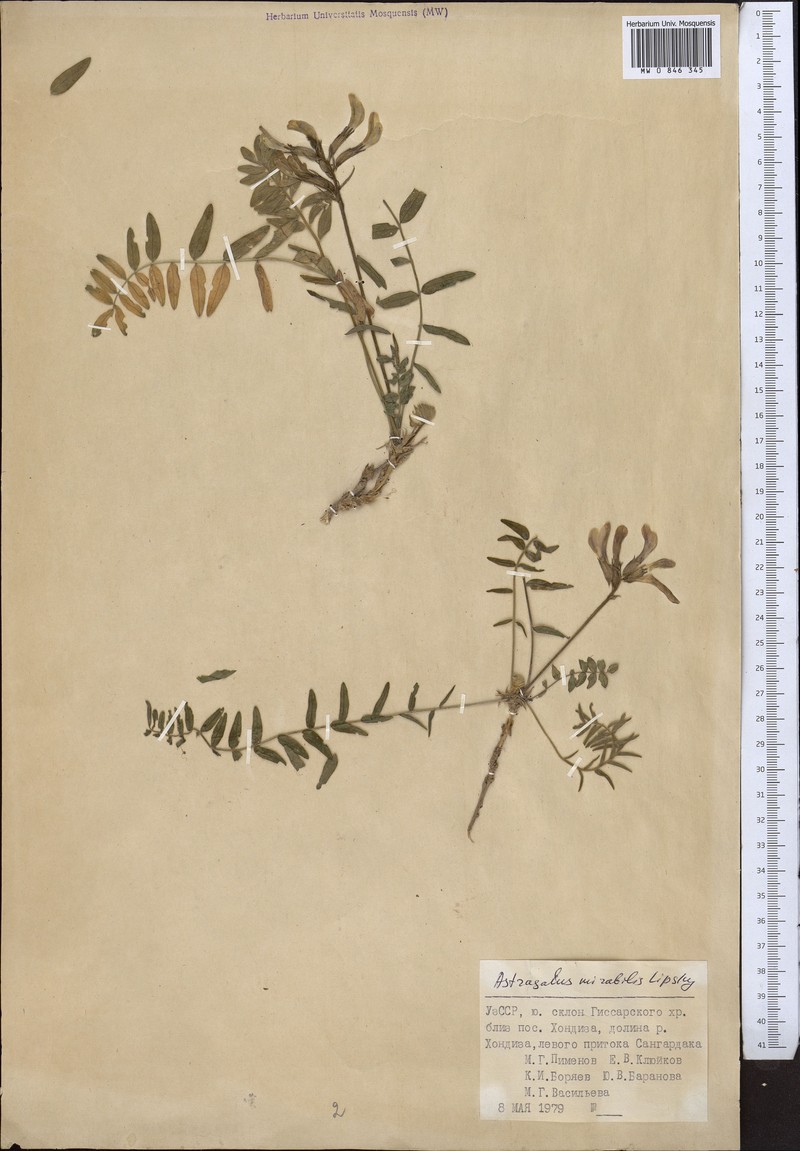 Astragalus mirabilis