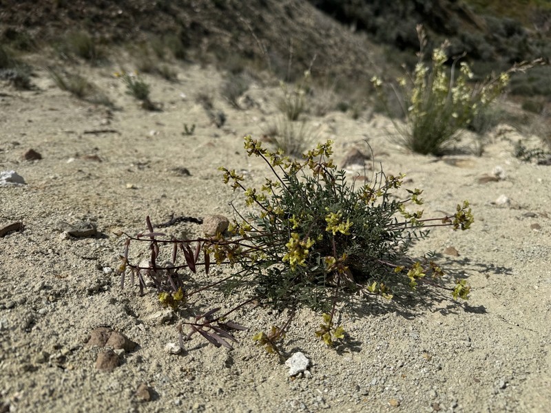 Pauper Milkvetch