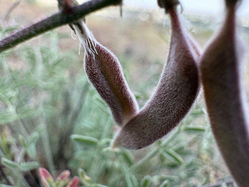 Pauper Milkvetch photo 2