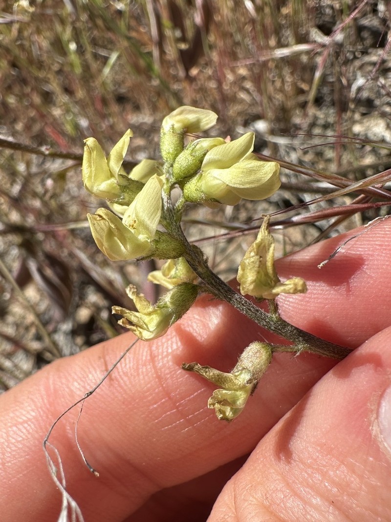 Pauper Milkvetch photo 3