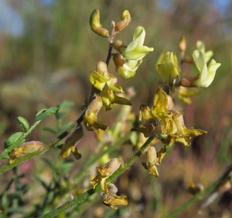 Pauper Milkvetch photo 4