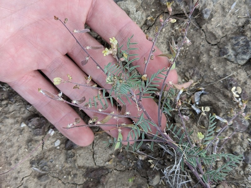 Pauper Milkvetch photo 5