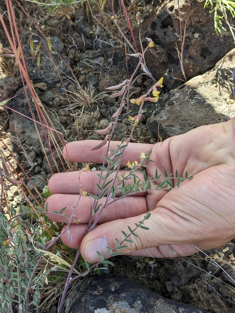 Pauper Milkvetch photo 6