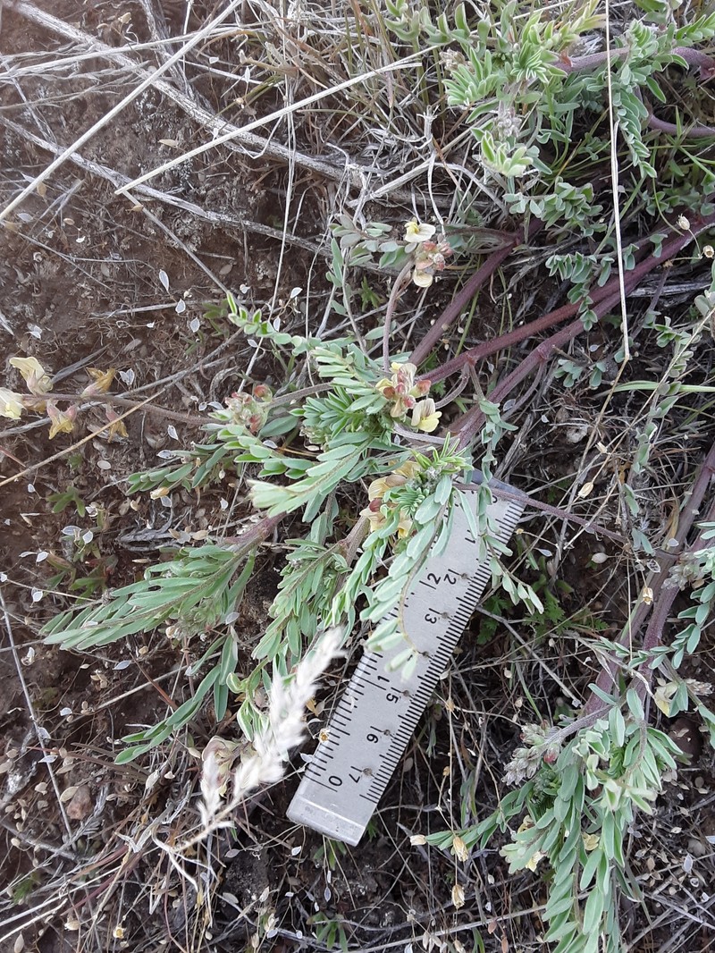 Astragalus misellus var. misellus