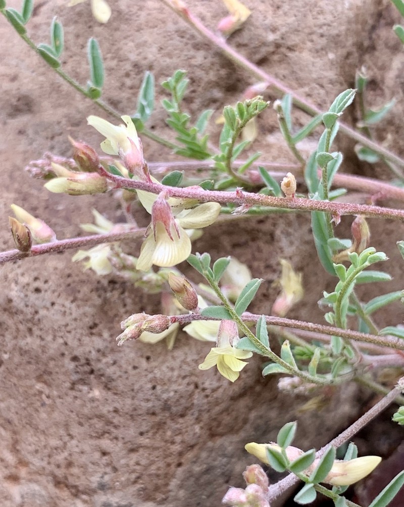 Astragalus misellus var. misellus photo 2