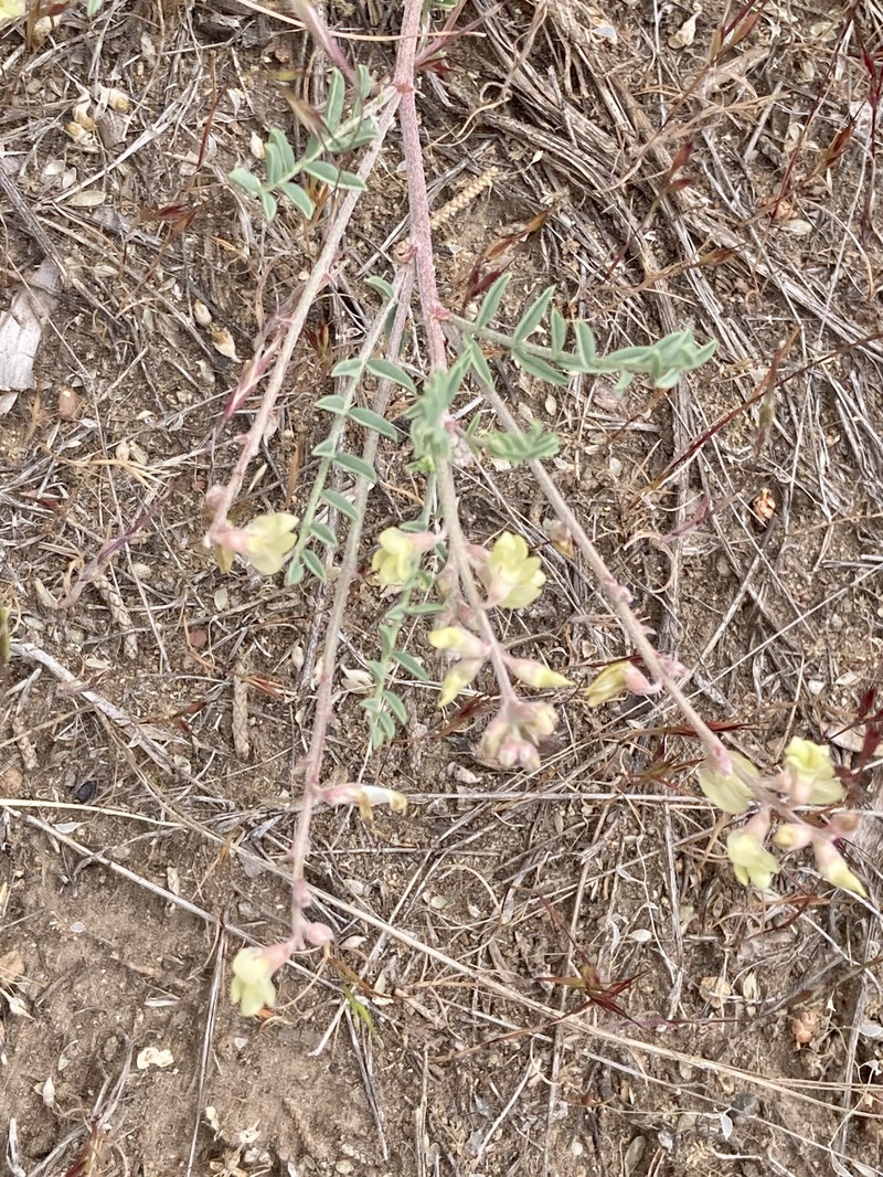 Astragalus misellus var. misellus photo 3