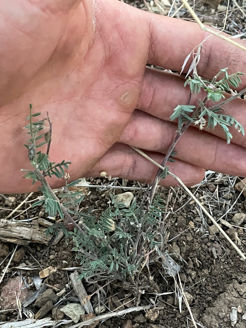 Astragalus misellus var. misellus photo 4