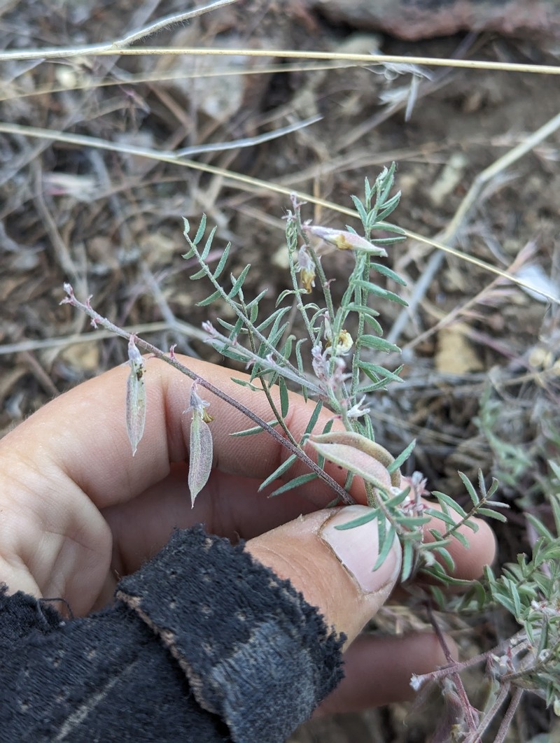 Astragalus misellus var. misellus photo 5