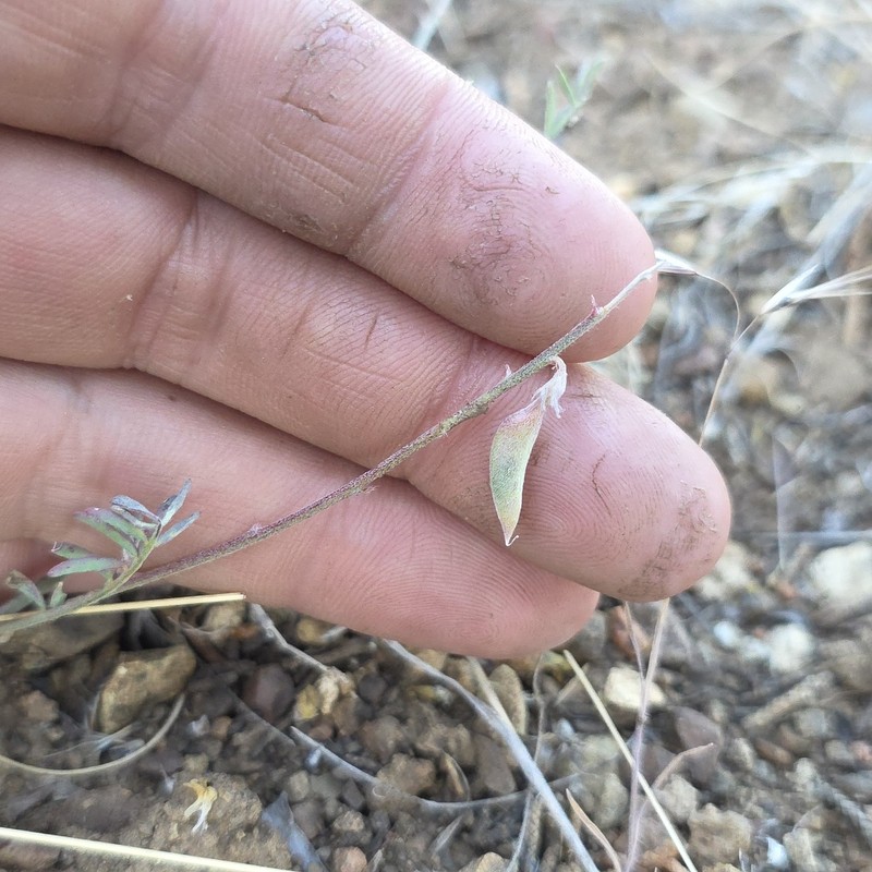 Astragalus misellus var. misellus photo 6