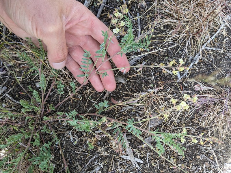 Astragalus misellus var. misellus photo 8