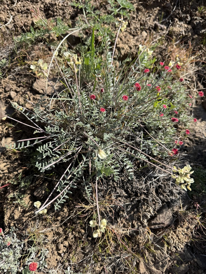 Astragalus misellus var. pauper