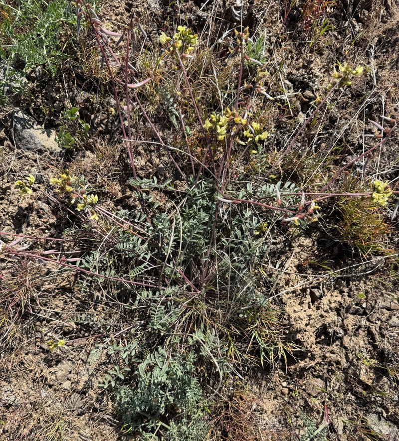 Astragalus misellus var. pauper photo 2