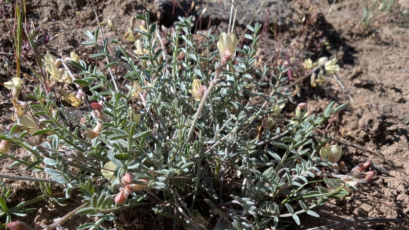 Astragalus misellus var. pauper photo 5