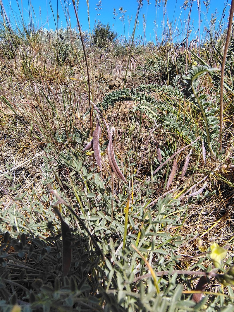 Astragalus misellus var. pauper photo 6
