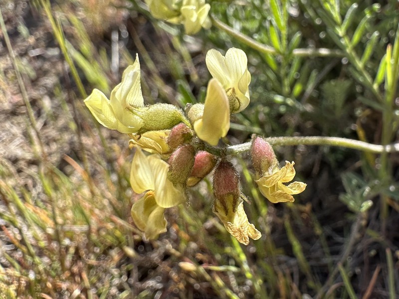 Astragalus misellus var. pauper photo 7
